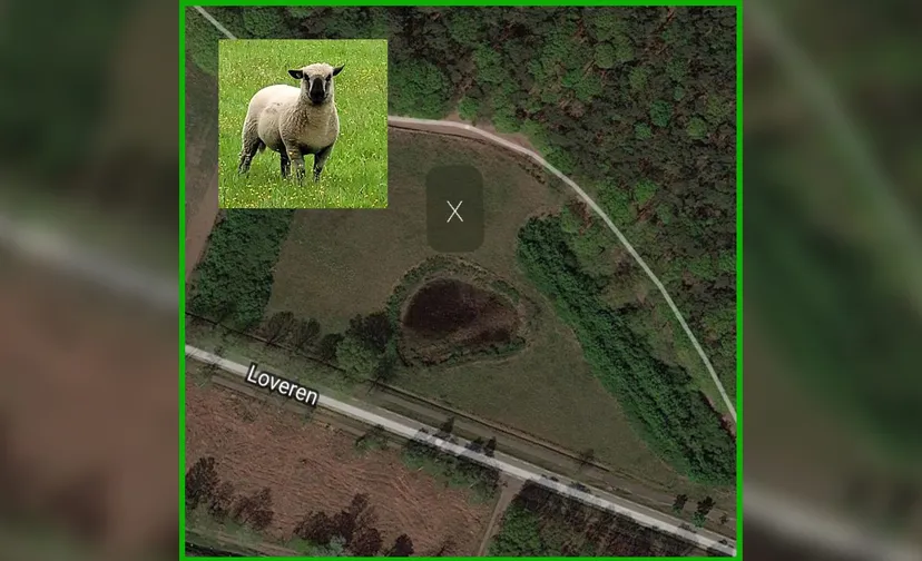 20210903 schapen ulicoten sch