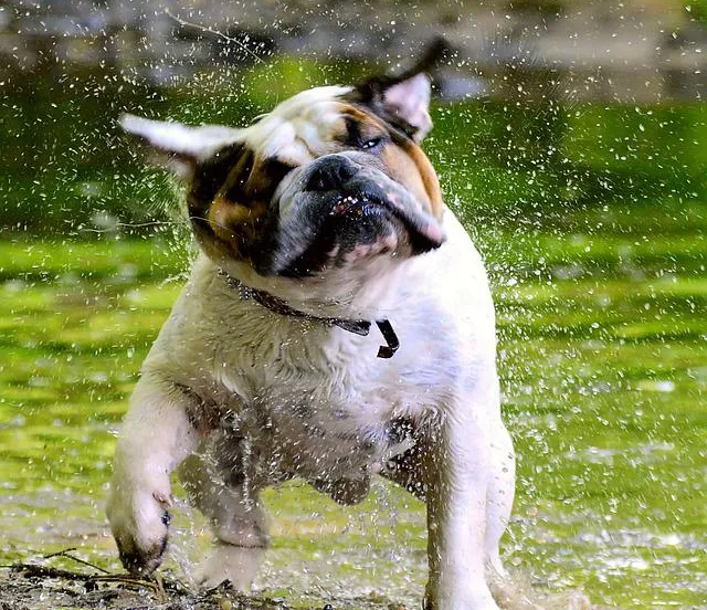 bulldog g3b3f44a33 640