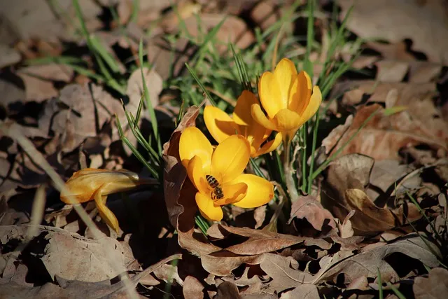 crocuses gce2750f2e 640