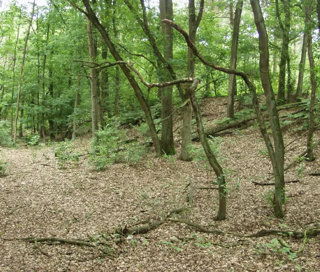 csm afbeelding met boom buiten gras plant 45547d688d