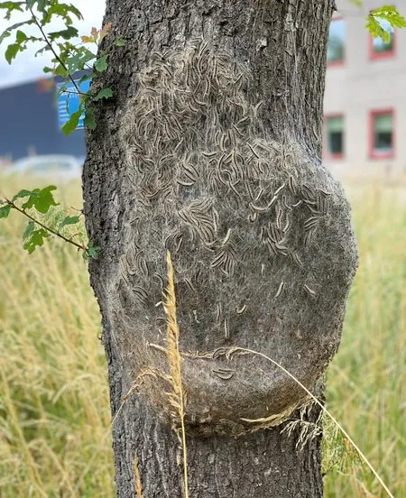 csm eikenprocessierups 50b454d05a