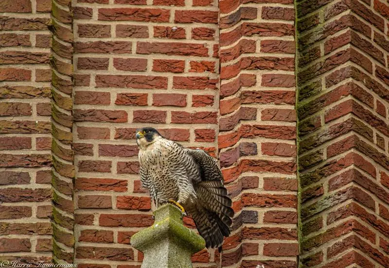 csm slechtvalk in alphen f43f087249