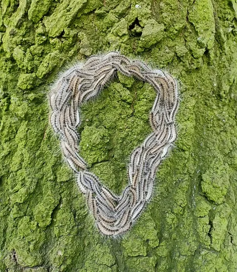 eikenprocessierups g16f895e96 640