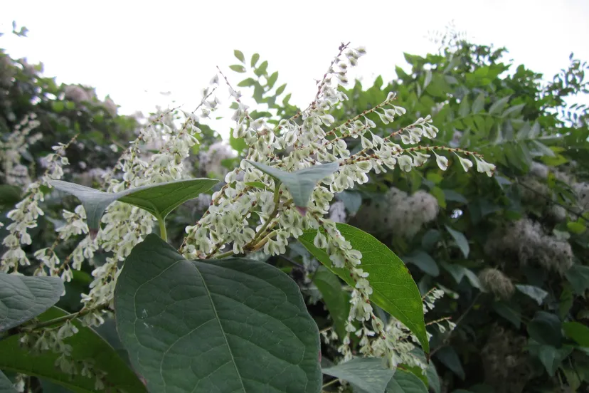fallopia japonica 844620 1920
