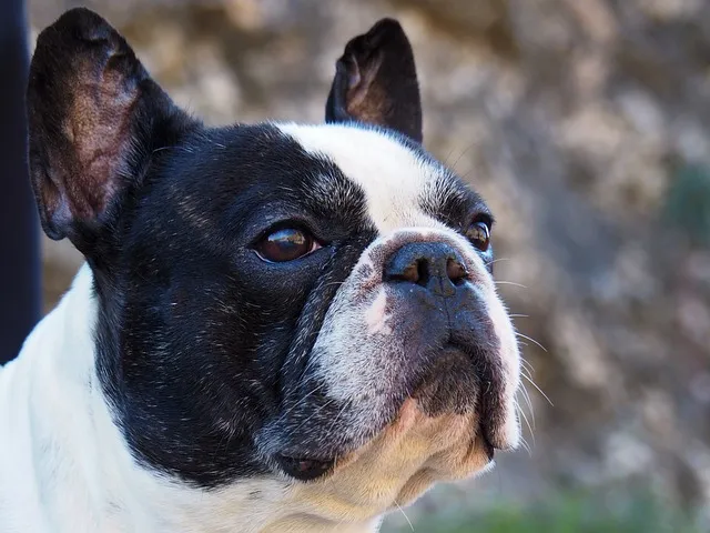 french bulldog g957e87a3a 640