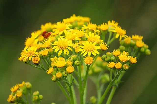 jakobs greiskraut g42227720b 640