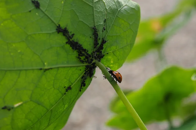 ladybug 1271997 1280