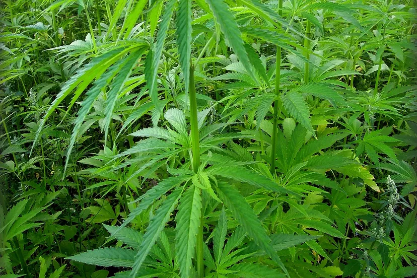 marijuana 2343161 1280