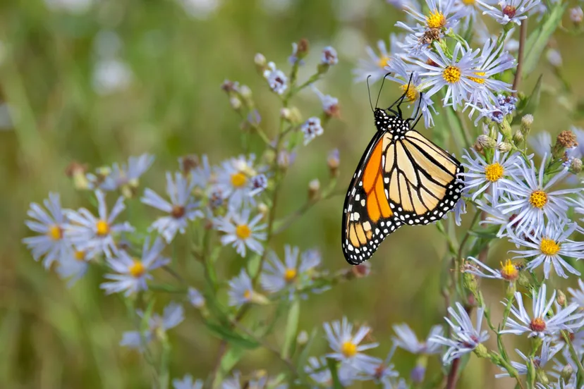 pexels james wheeler 1564634 scaled