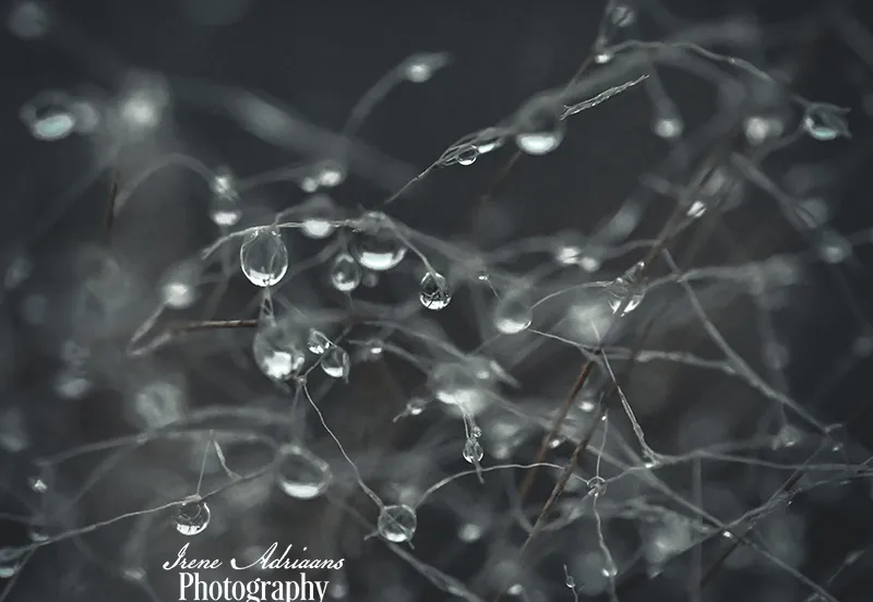 regendruppels villa vredelust tilburg