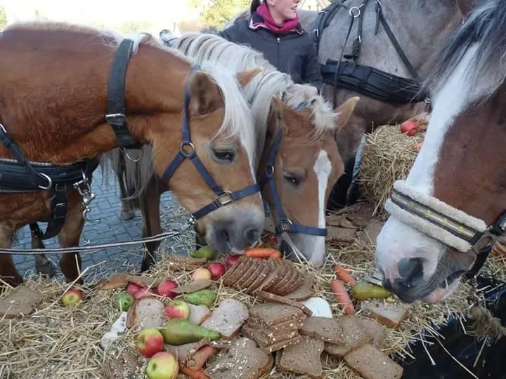 12081581 1128517103833394 305815451 n