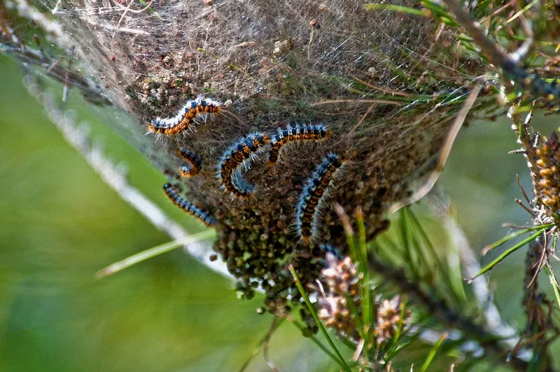 8023914365 a872aa00c4 c