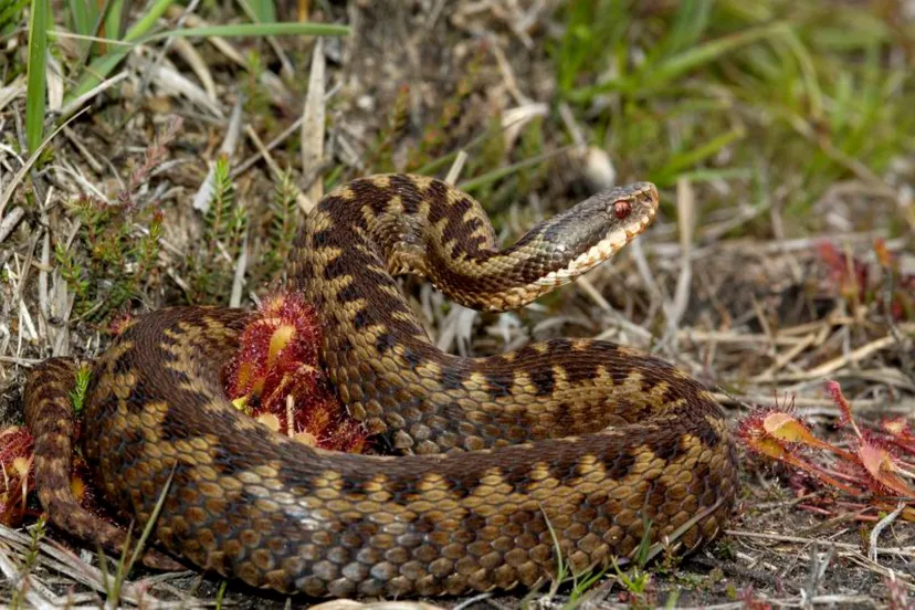 adder natuurmonumenten andre donker