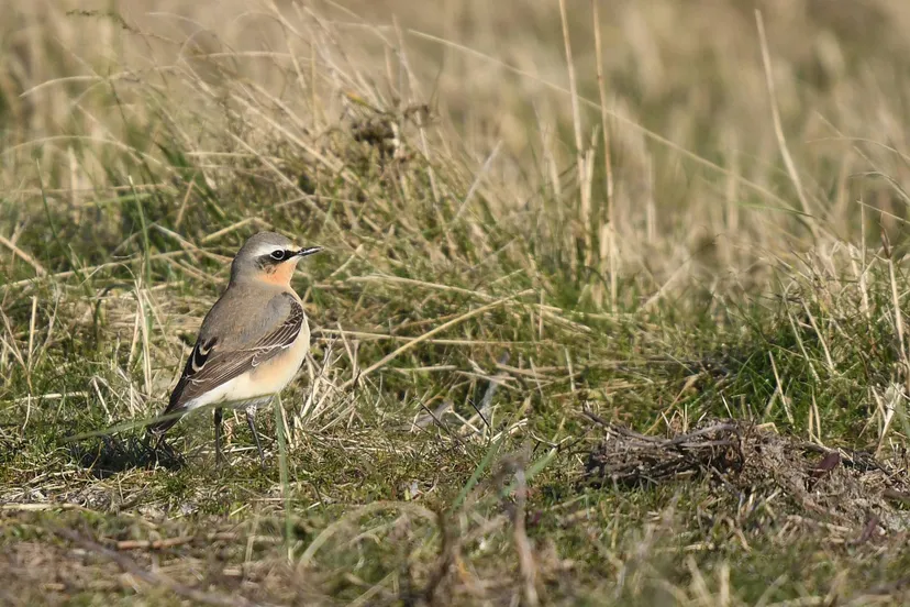 aekingerzand tapuit man an20190410 072