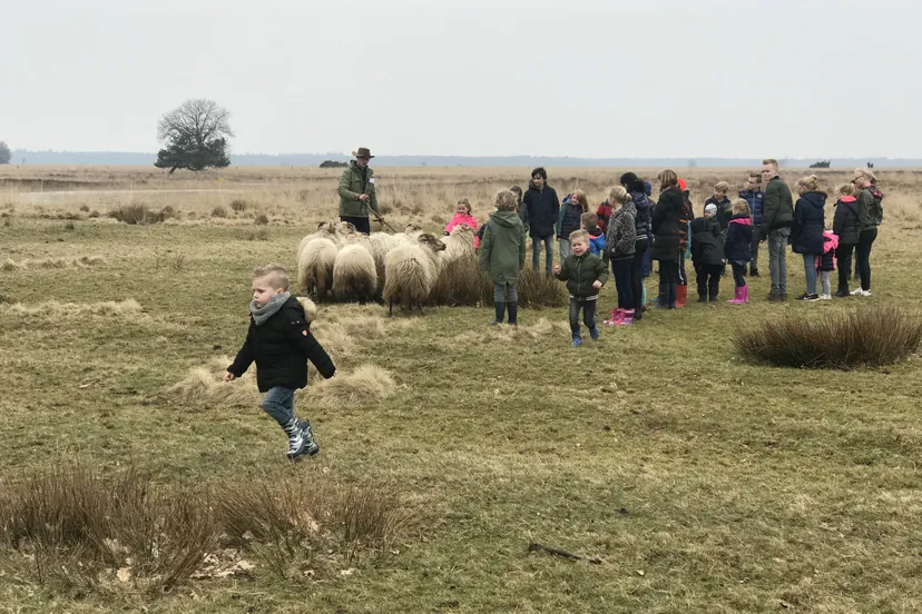 apr pn02042018 lammetjesdag ruinen7