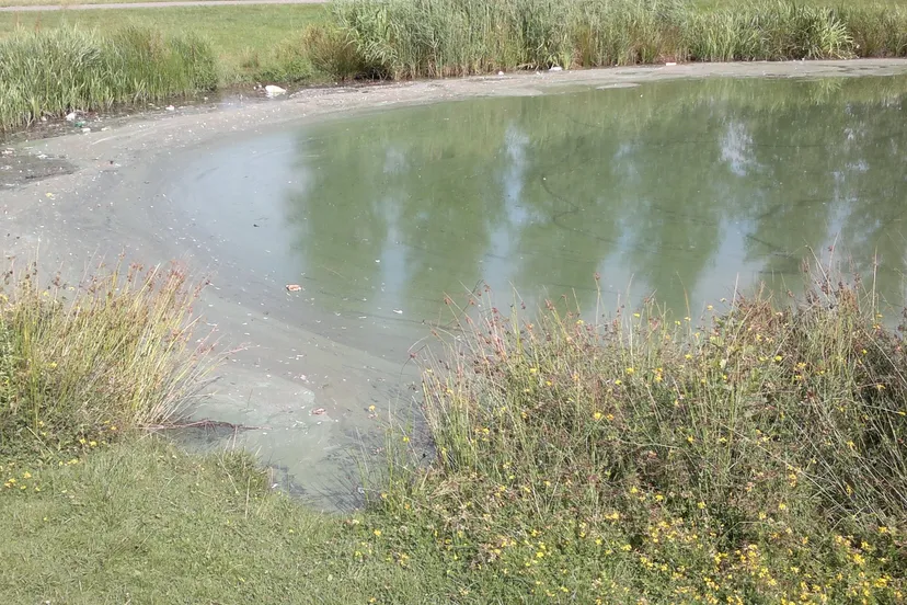 blauwalg archieffoto1 1