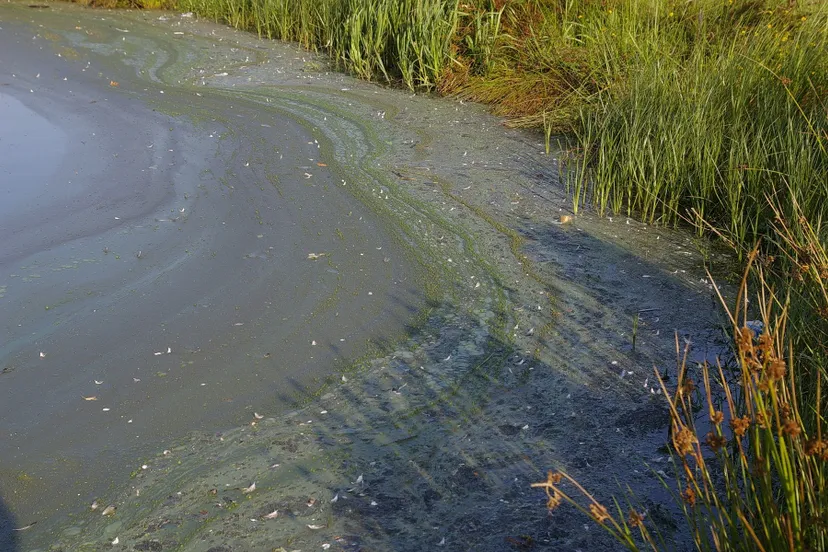 blauwalg archieffoto2