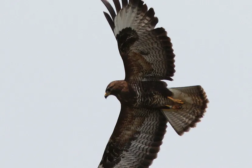 buizerd vliegend