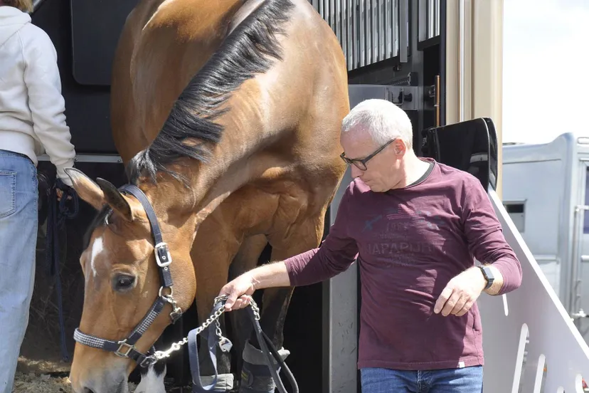 ch paard hanna brauer2jpg