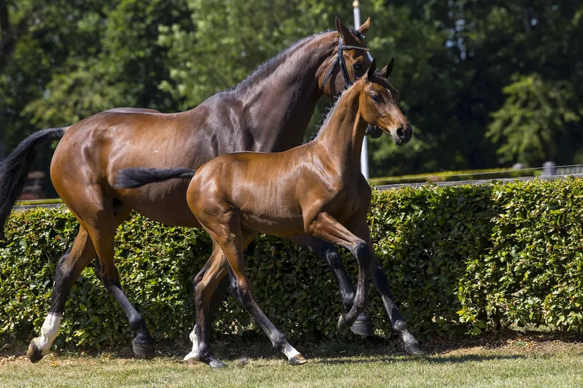 ch veiling tendri vdl zuid23l56735 duurste veulen