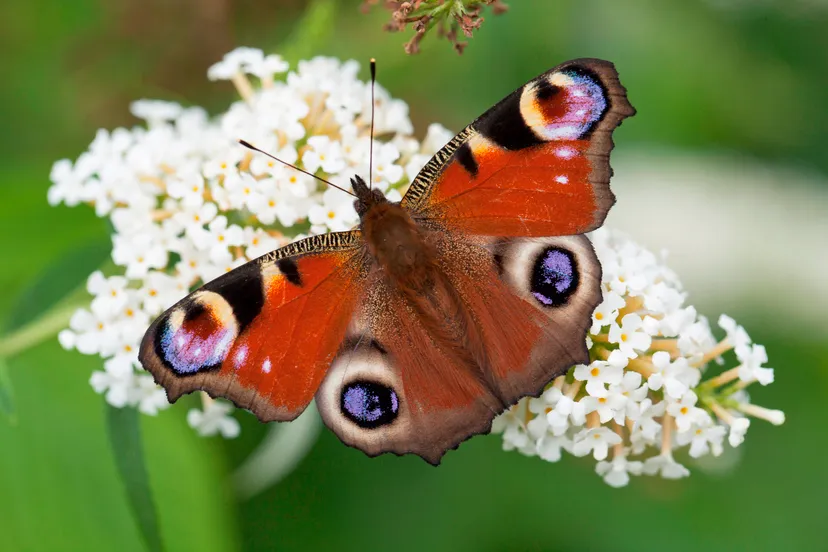 dagpauwoog henk bosma