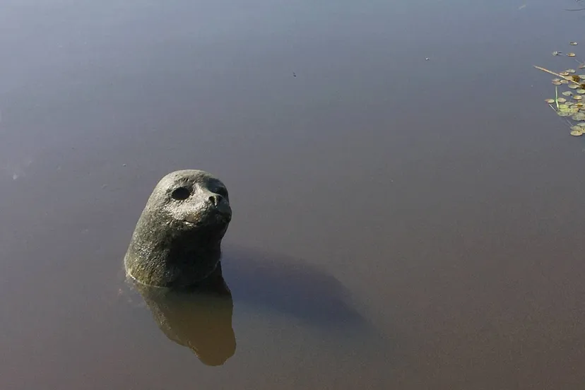 de wijk reest zeehondkunst klein
