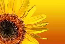 de zonnebloem de wolden