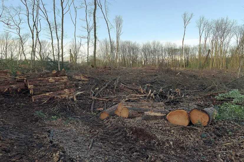 dewijk dunningen bos 1 a