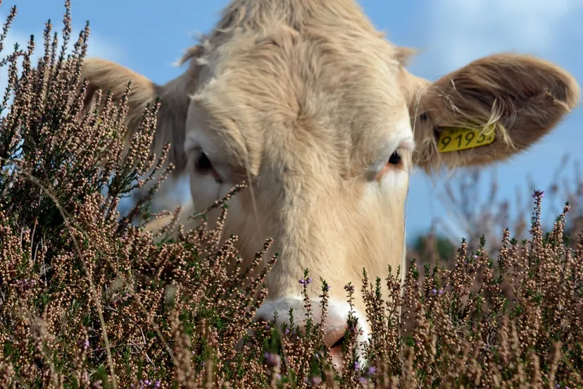 drentse scheurkalender foto ingezonden door karin de vries