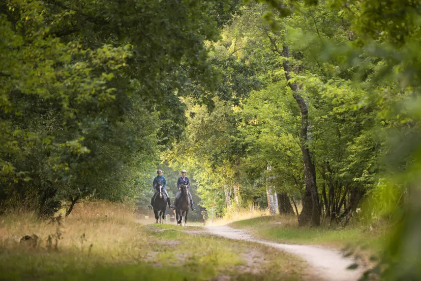 drfr wold adopteer paardenroutes 1