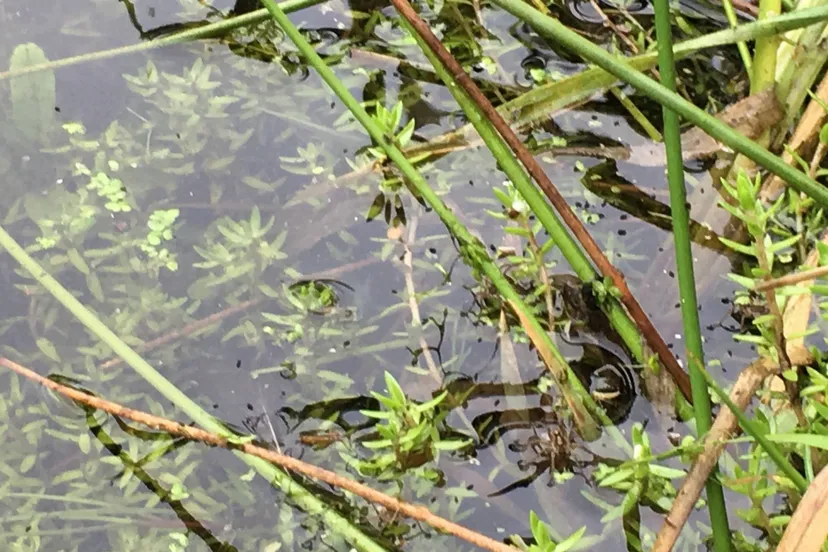 dwingederbeld watercrassula vergroot