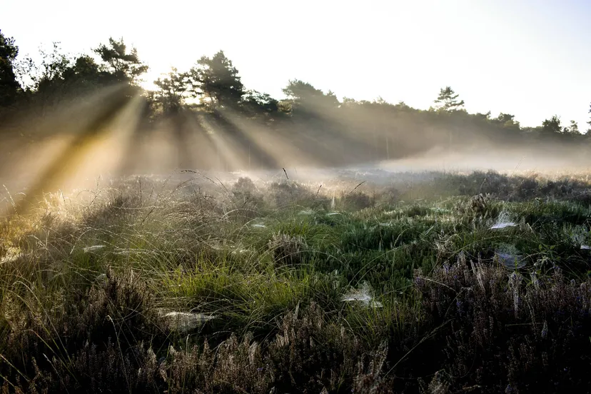 dwingeloo dauwtrappen nicole bune