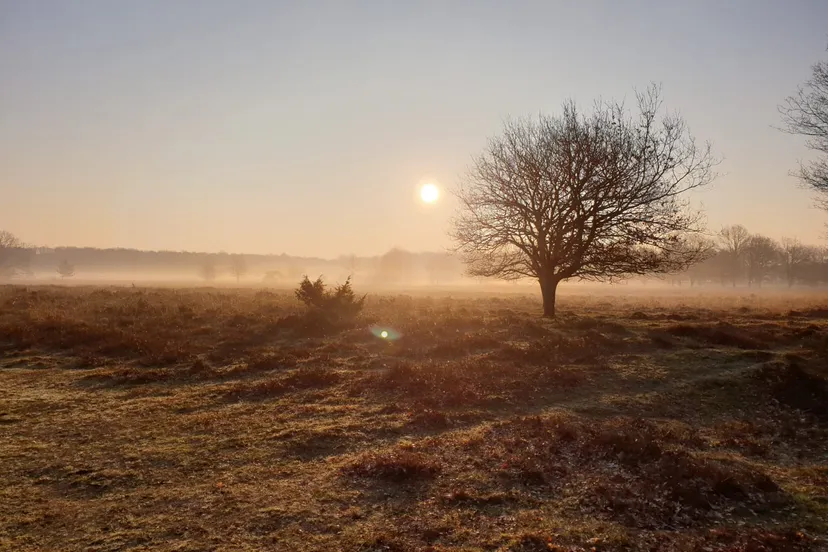 echten opkomende zon heide