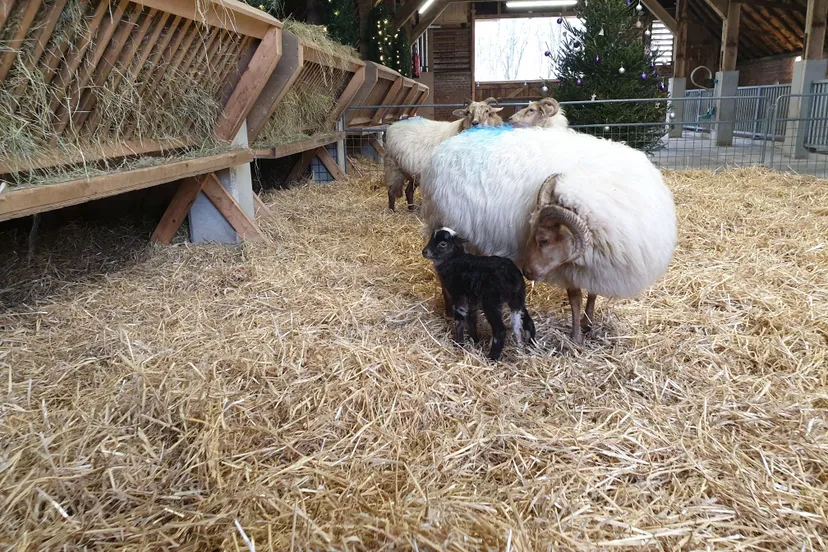eerste kerstlam ruinen