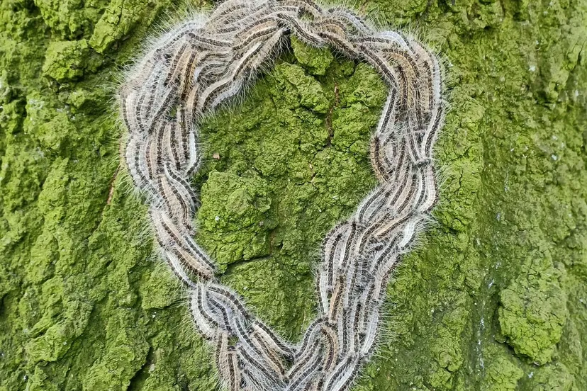 eikenprocessierups 4260017 1920