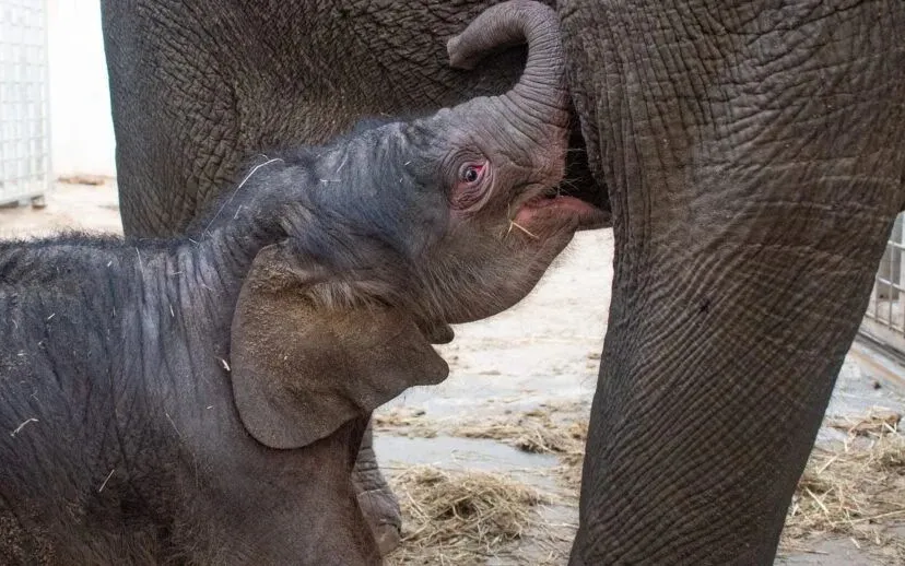 emmen olifantje geboren