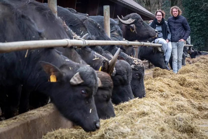 eursinge buffels foto henk sieders