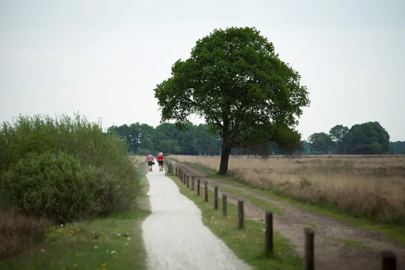 fcdw annekehooijer dwingelderveld medium