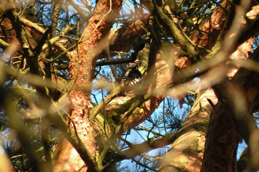 februari rams woerthe 002