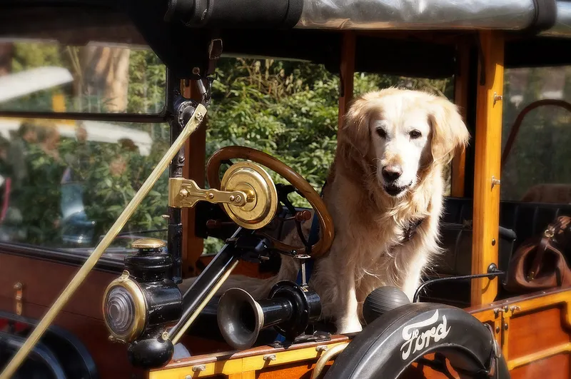 ford hond icccus foter cc by nd