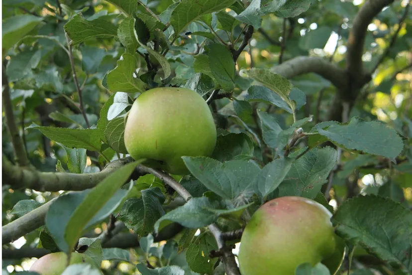 fruitbomen snoeien appels in boom ansen