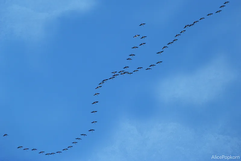 ganzen alicepopkorn via fotercom cc by nd