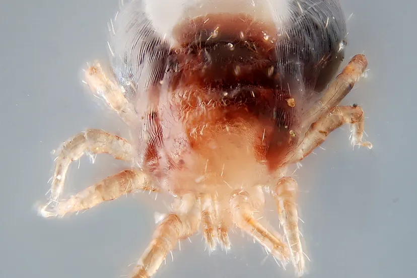 gilles san martin foter cc by sa