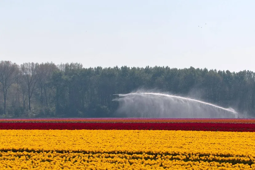 groenlinks drenthe sierteelt