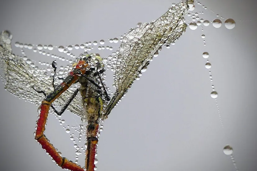 henny veldmanwaterjufferp1220453