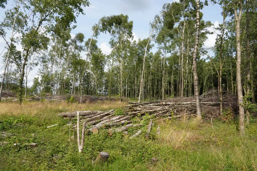 holtingerveld dsc02897ahenckel