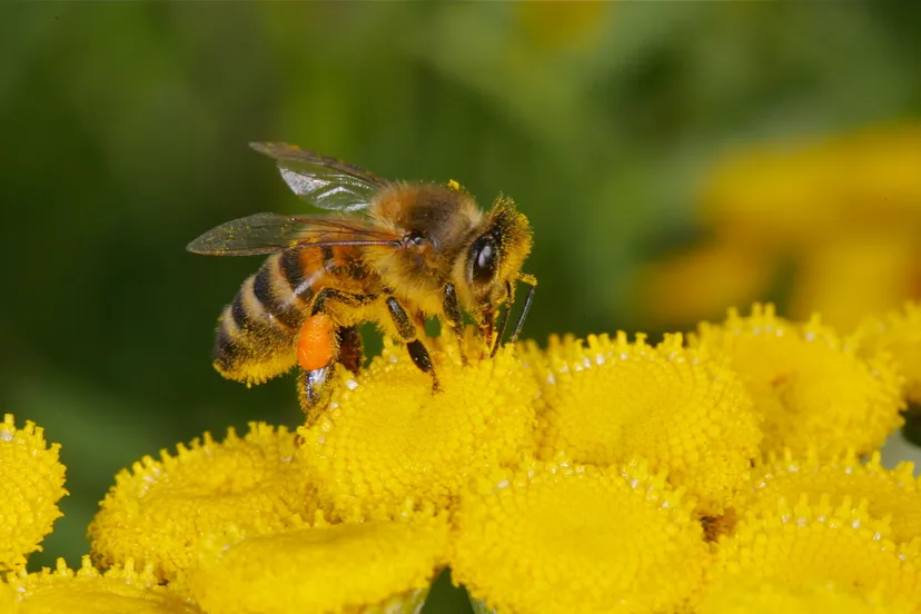 honingbij het drentse landschap geert de vries