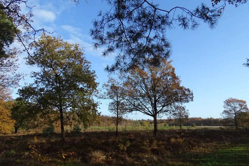 i februari vitens bisschopsberg