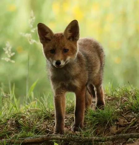 jonge vos foto frits kruizinga