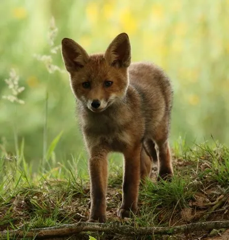 jonge vos foto frits kruizinga